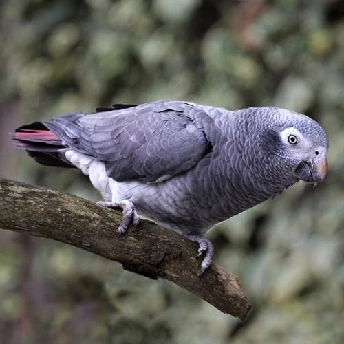 Žako libérijský (Psittacus timneh) - Charakteristika a chov